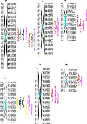 Utilization of a Wheat55K SNP Array for Mapping of Major QTL for Temporal Expression of the Tiller Number